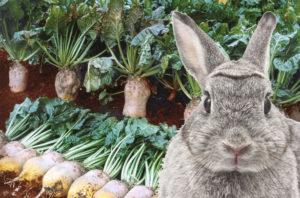 Is it possible and how to properly give rabbits sugar beets, harvesting methods