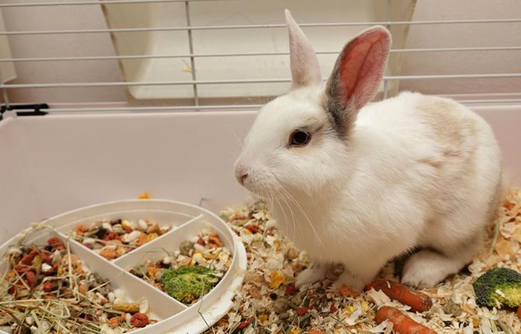 lapins dans l'appartement