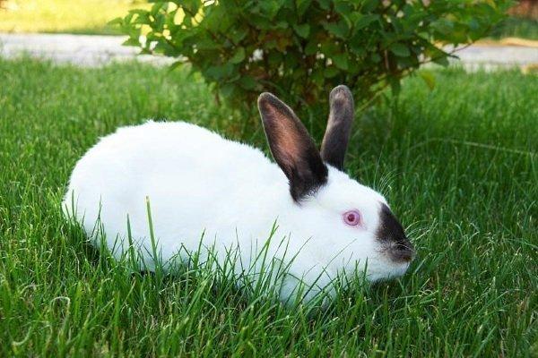 feeding rabbits