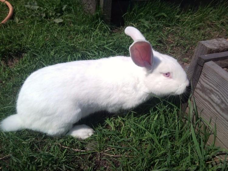 conejo gigante blanco