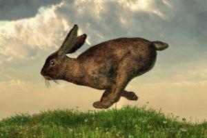 Comment attraper un lapin, méthodes et instructions pour fabriquer des pièges