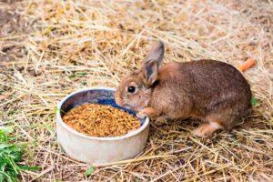 Can rabbits be given oats and how is it right