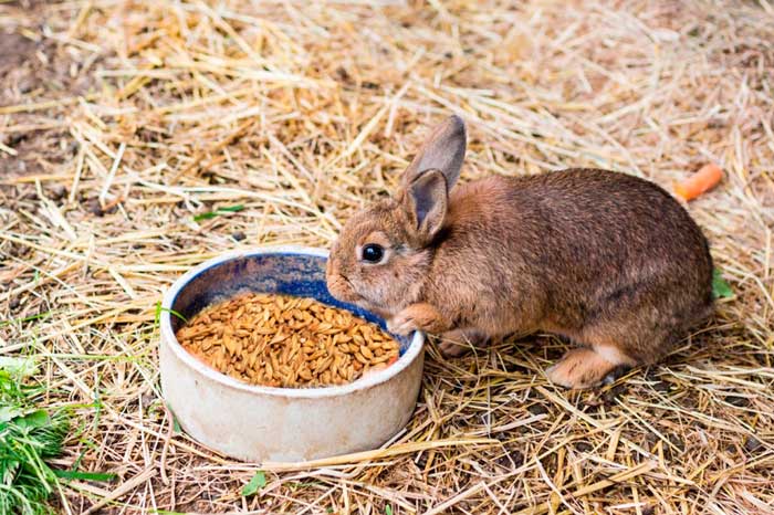 feeding rabbits