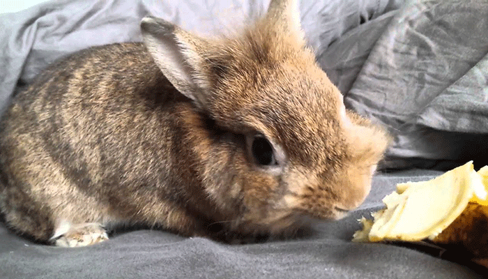 feeding rabbits