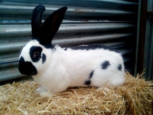 acosador de conejo