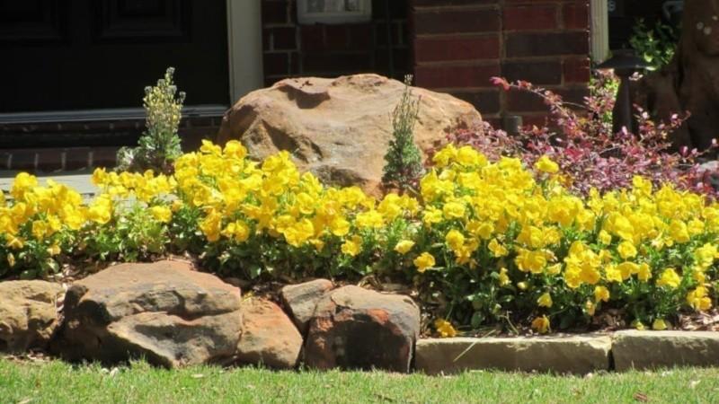 yellow cinquefoil