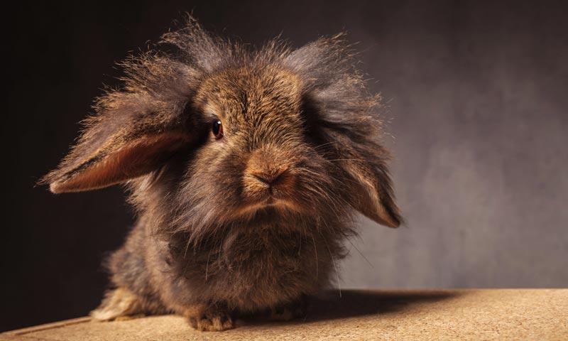 lionhead rabbit