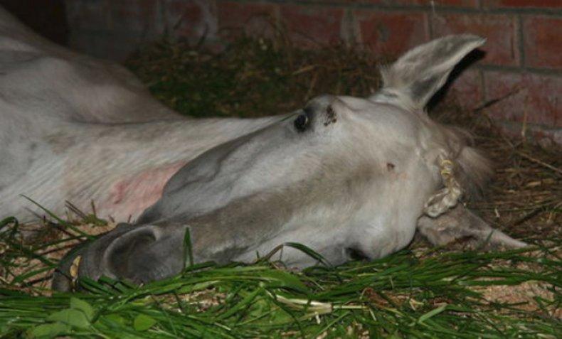 caballo blanco