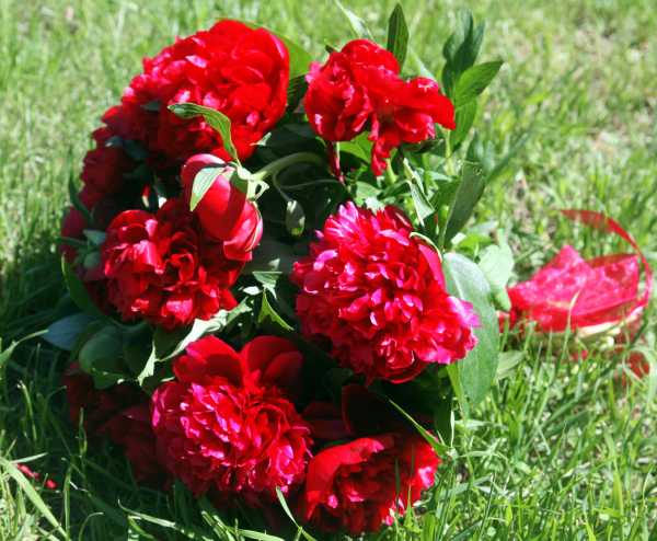 red peonies