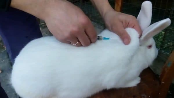 vaccination des lapins