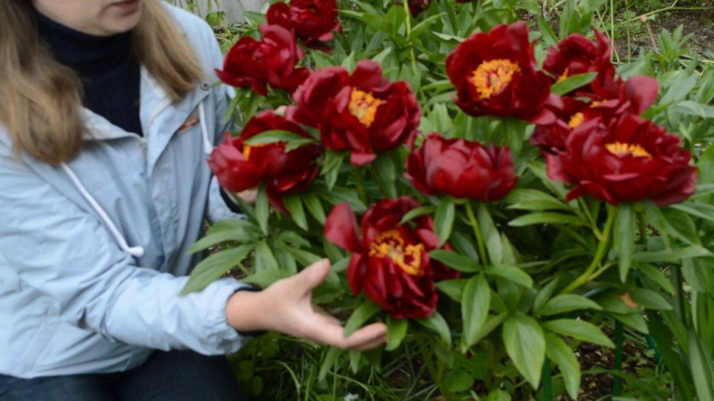 red peonies