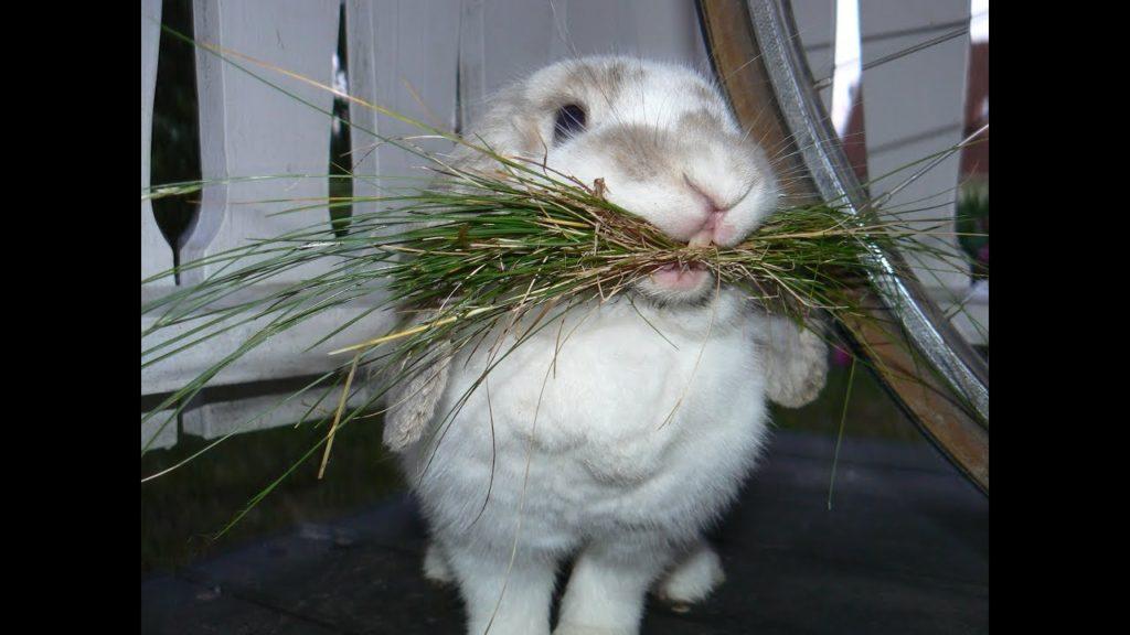 feeding rabbits