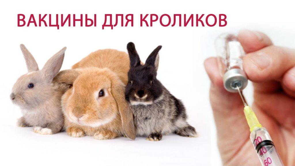 rabbit vaccine