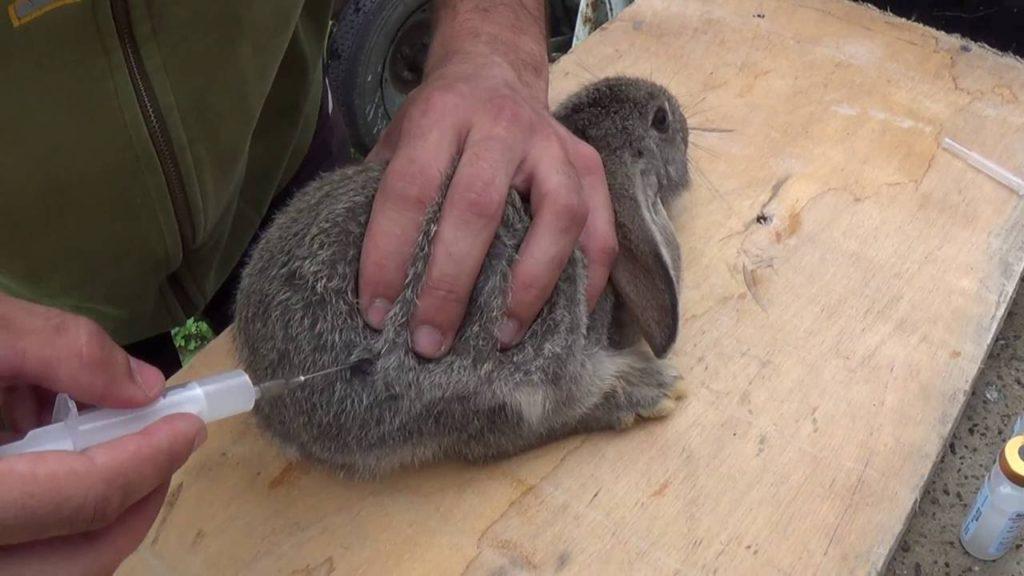 vaccination des lapins