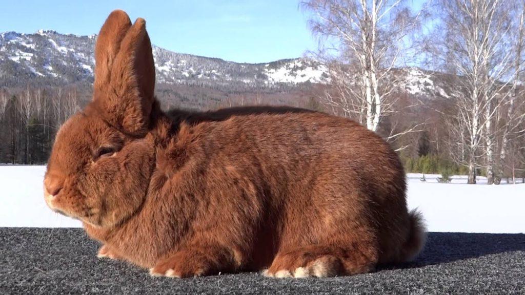 New Zealand rabbit