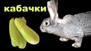 Is it possible and how to properly give zucchini to rabbits, contraindications and harm