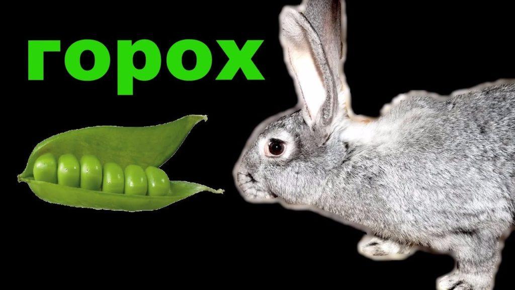 peas for rabbits