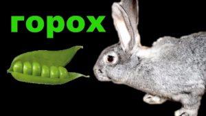 Is it possible to give peas to rabbits and how correctly