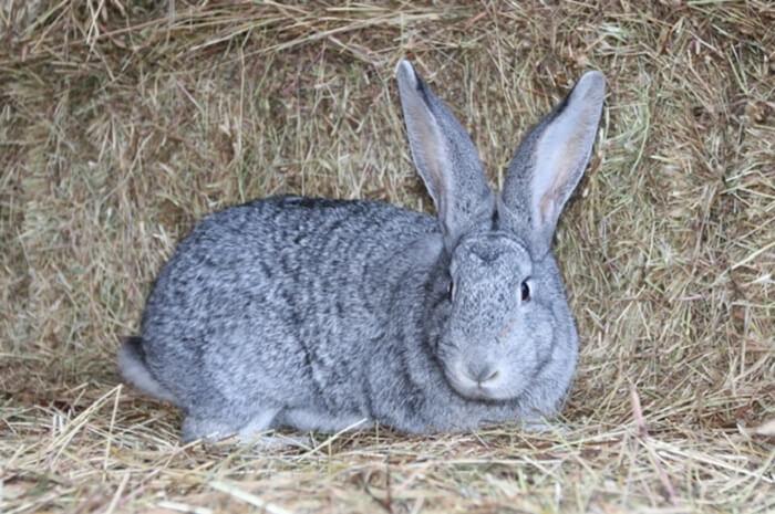 lapin chinchilla