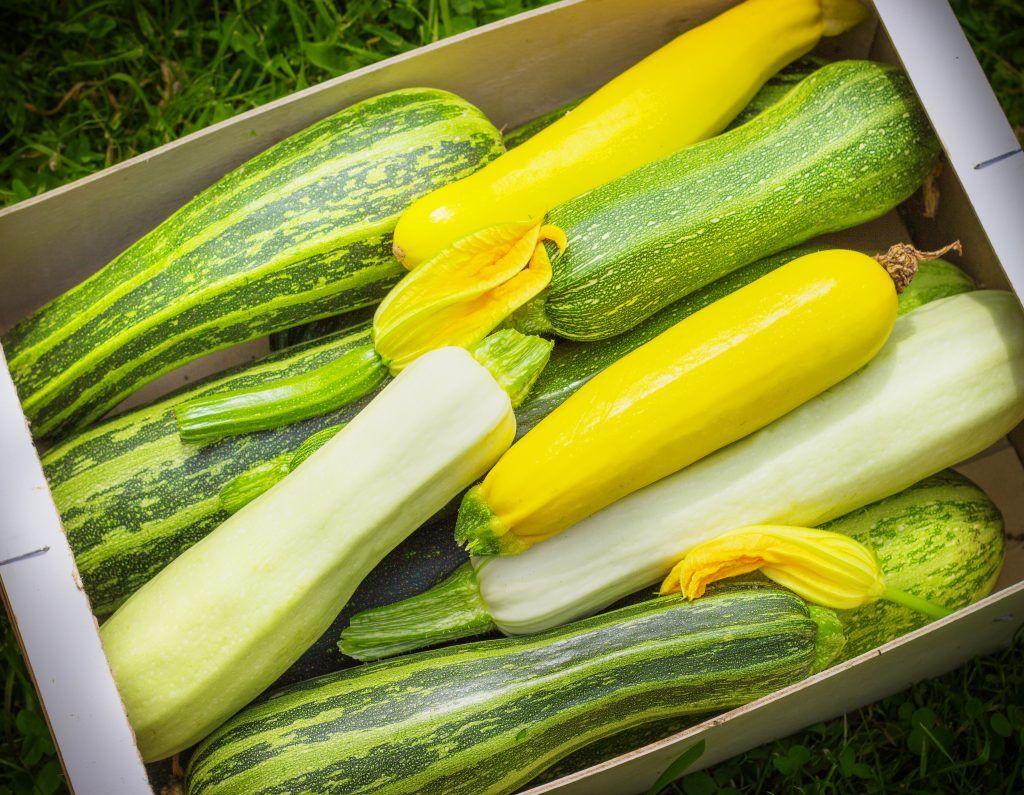 beaucoup de courgettes