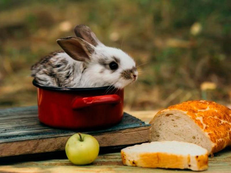 pain et lapin