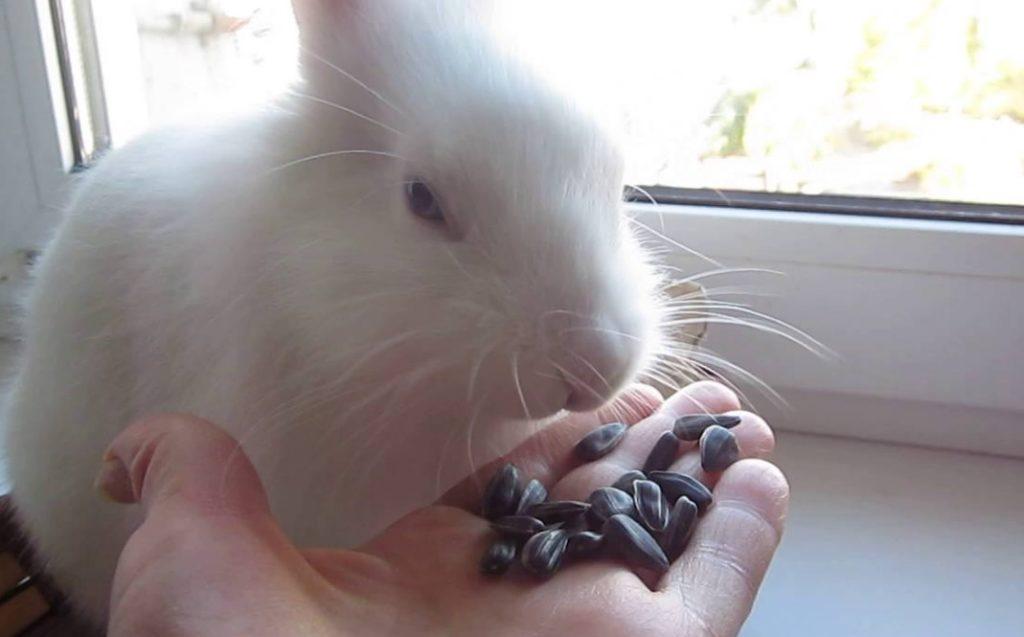 comment dresser un lapin