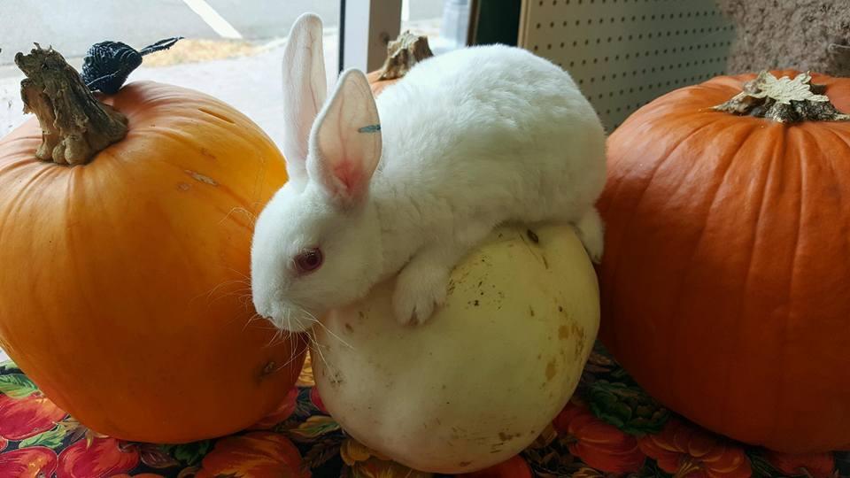 pumpkin and rabbit