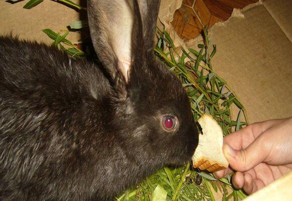 ist es möglich, Kaninchen mit Brot zu füttern