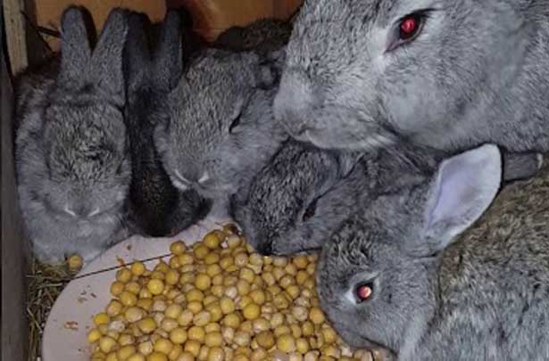 feeding rabbits