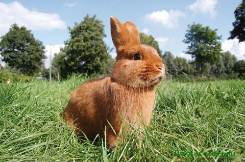 Conejo de Nueva Zelanda