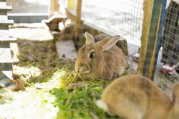 lapins pour la viande