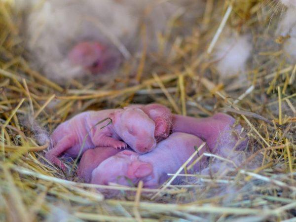 newborn rabbits