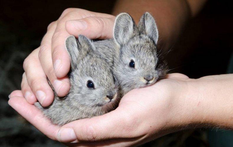 rabbits in hands