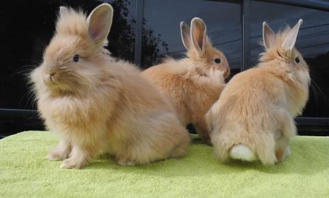 decorative rabbits