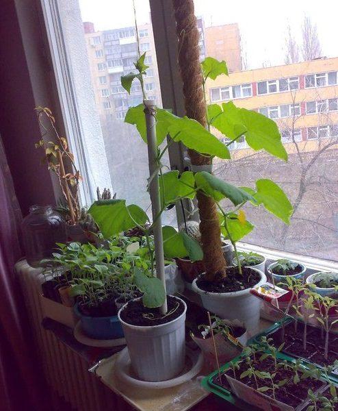 growing grapes in an apartment