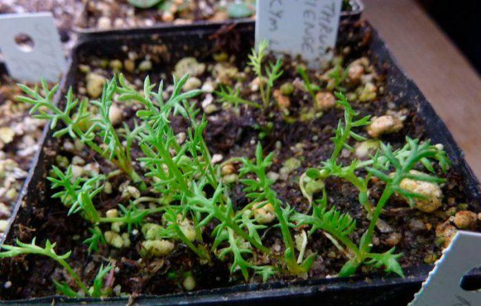 feverfew seedlings