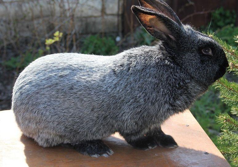 rabbits silver poltava