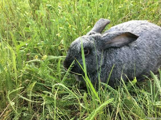 rabbits silver poltava