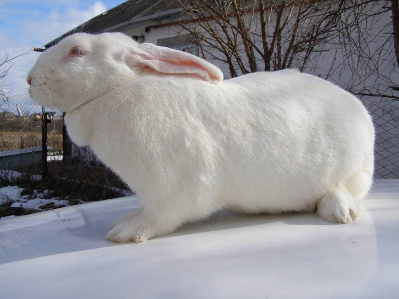 lapin géant blanc