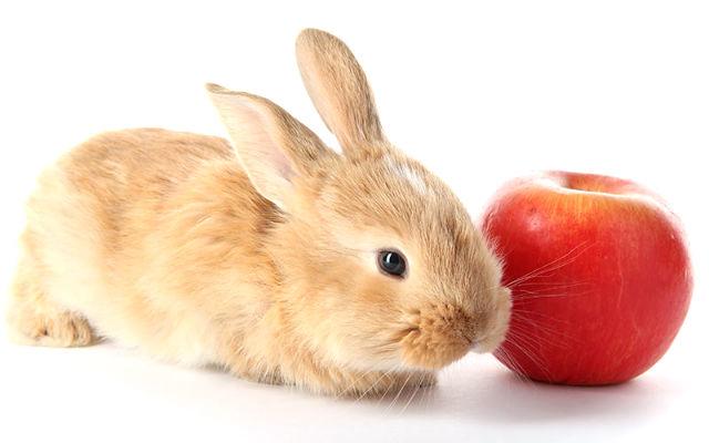 is it possible to give apples to rabbits