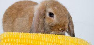 The benefits and harms of corn for rabbits, how to feed it correctly and in what form