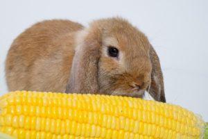 What grain mixture is better to feed rabbits and cooking with your own hands