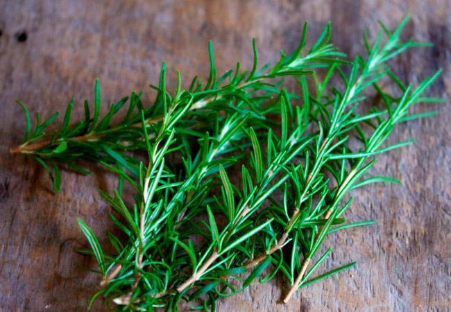 rosemary benefits and harms