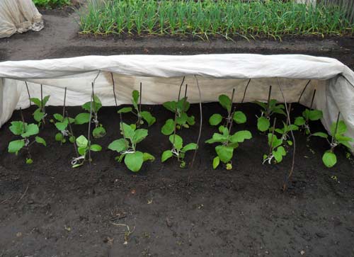 plants d'aubergine