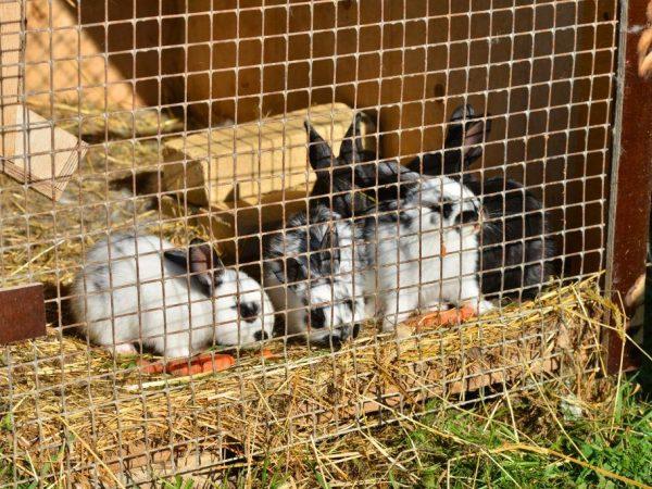 lapins dans une cage