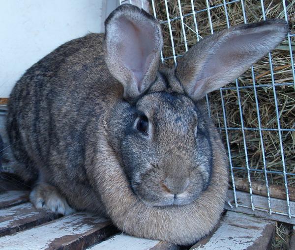 conejo gris gigante