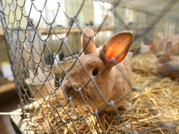 rabbits in a cage