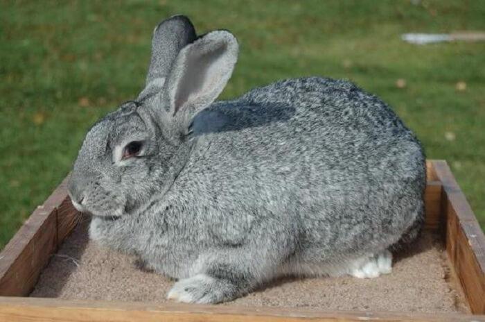 rabbit gray