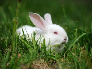 Description and characteristics of Hikol rabbits and rules of keeping