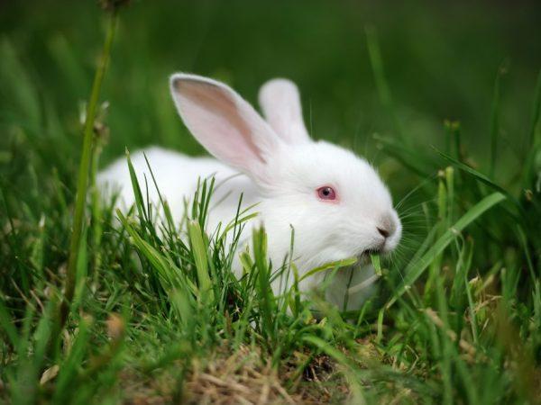 feeding rabbits